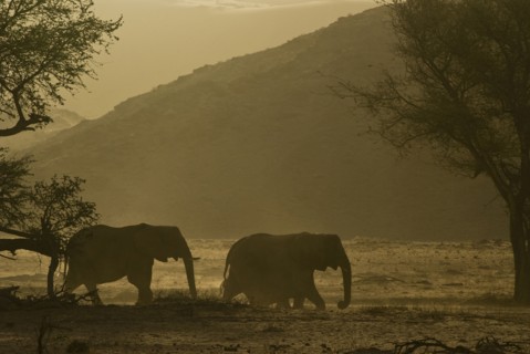 silhuette of desert elephant herd walking