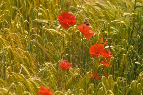 Red poppy flowers in wheat field