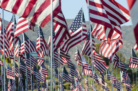 American flags standing in field