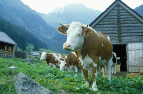 Cows grazing in farm field under remote mountains