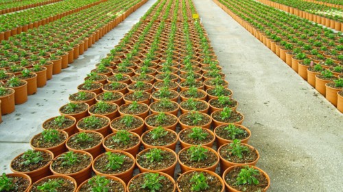 Seedlings growing in pots by dirt roads