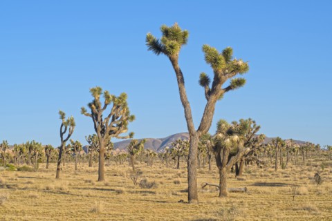 Joshua trees in Mojave Desert