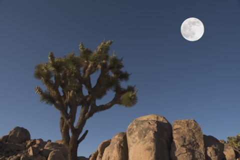 Full moon above Joshua tree and rocks