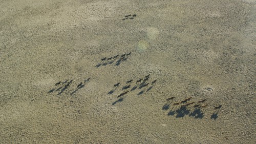 Wild mustangs running in landscape