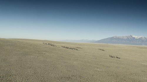 Wild mustangs running in landscape