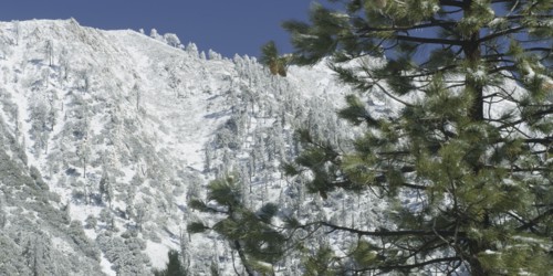 Snow and trees in mountain landscape