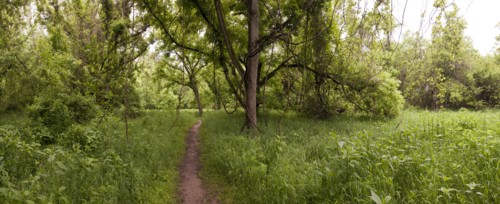 Dirt path through grass in rural forest