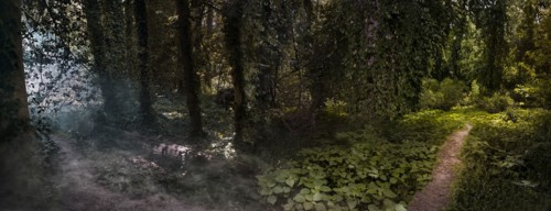 Panoramic view of fog and sunlight in remote forest