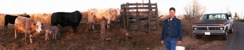 Farmer carrying bucket near cows
