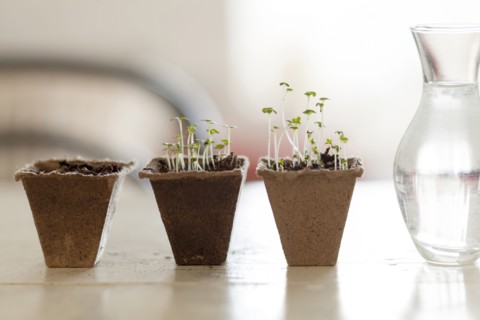 Seedlings near vase of water