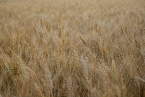 Field of wheat