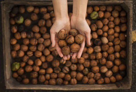 Hands holding walnuts over box