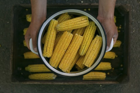 Hands holding a pot of corn on cob