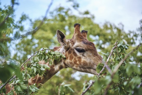 Giraffe eating leaves on branch