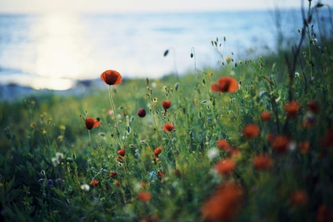 Close up of poppy field