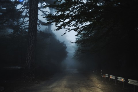 Road in forest