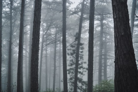 Fog in forest