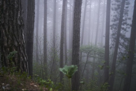 Fog in forest