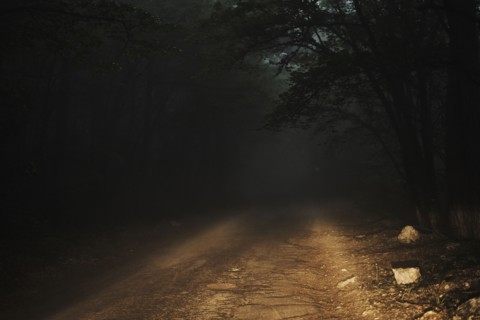 Dirt road in forest