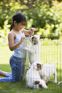 Asian girl giving treat to puppies in pen outdoors
