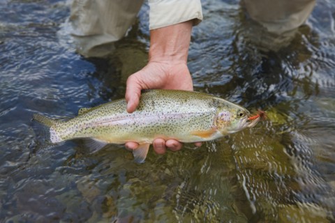 Fisherman holding fish near stream