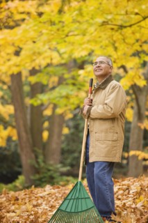 Hispanic man raking autumn leaves