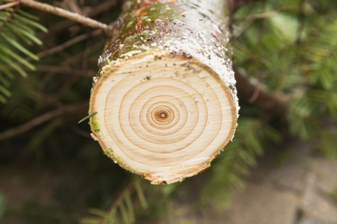 Close up of sawed tree stump