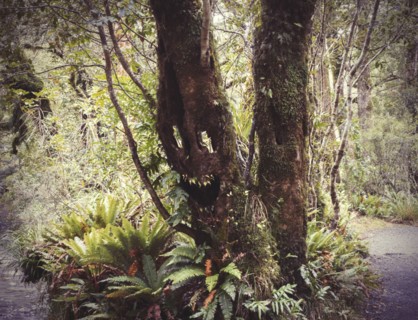 Face growing on tree in lush forest
