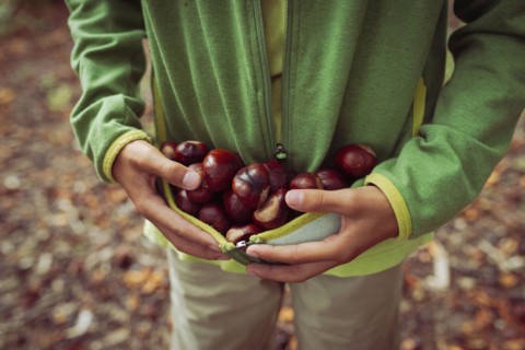 Close up of mixed race boy gathering horse chestnuts in sweater