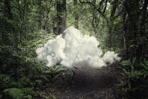 Cloud floating in forest