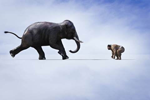 Elephant charging Sumo wrestler
