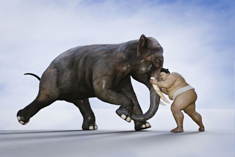 Sumo wrestler fighting elephant