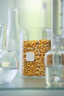 Corn kernels in beaker