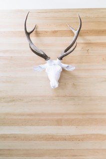 Deer skull with antlers hanging on wall