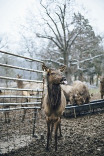 Elk standing by fence on ranch