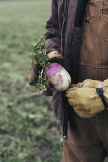 Caucasian farmer holding fresh beet