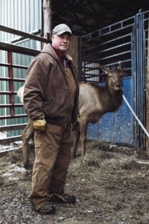 Caucasian farmer working with elk in stable