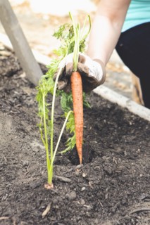 Woman planting carrot in garden