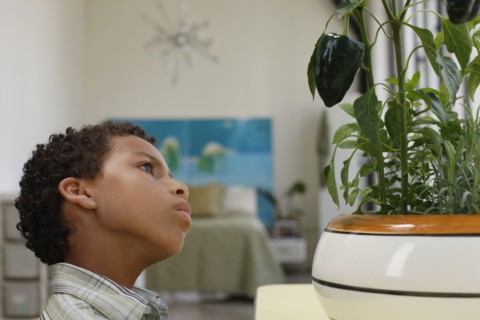 Mixed race boy looking at plant