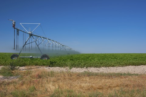 Sprinkler watering crops in field