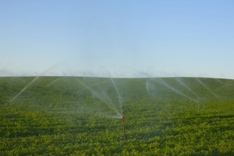 Sprinkler watering crops in field