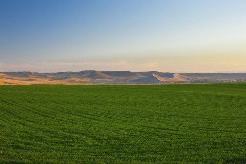 Lush crops growing in field