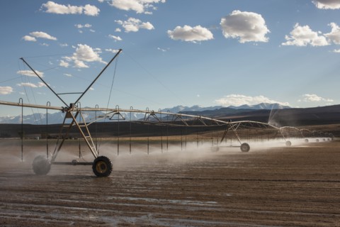 Irrigation sprinklers watering field