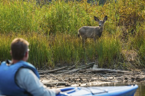 Caucasian man in kayak admiring deer