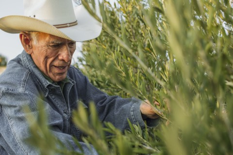 Hispanic farmer working in vineyard