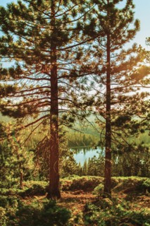 Trees and lake in forest