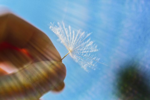 Caucasian man holding dandelion seed