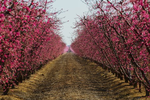 Trees flowering in orchard
