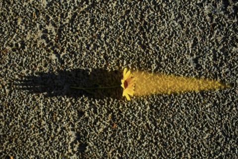 Flower glowing on asphalt