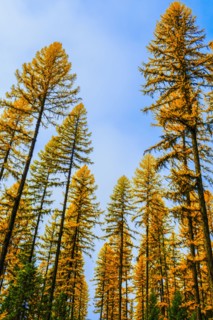 Autumn pine trees against blue sky